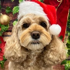 Meet your Posher, Janice